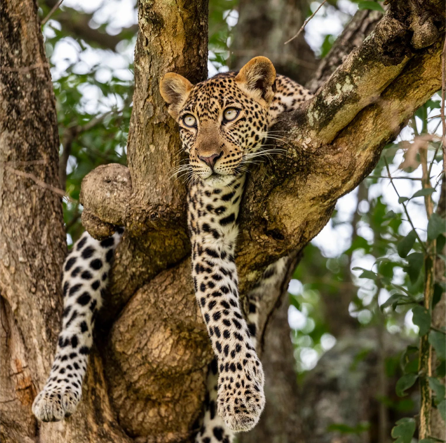 The Best Uganda Safari Adventure Destinations