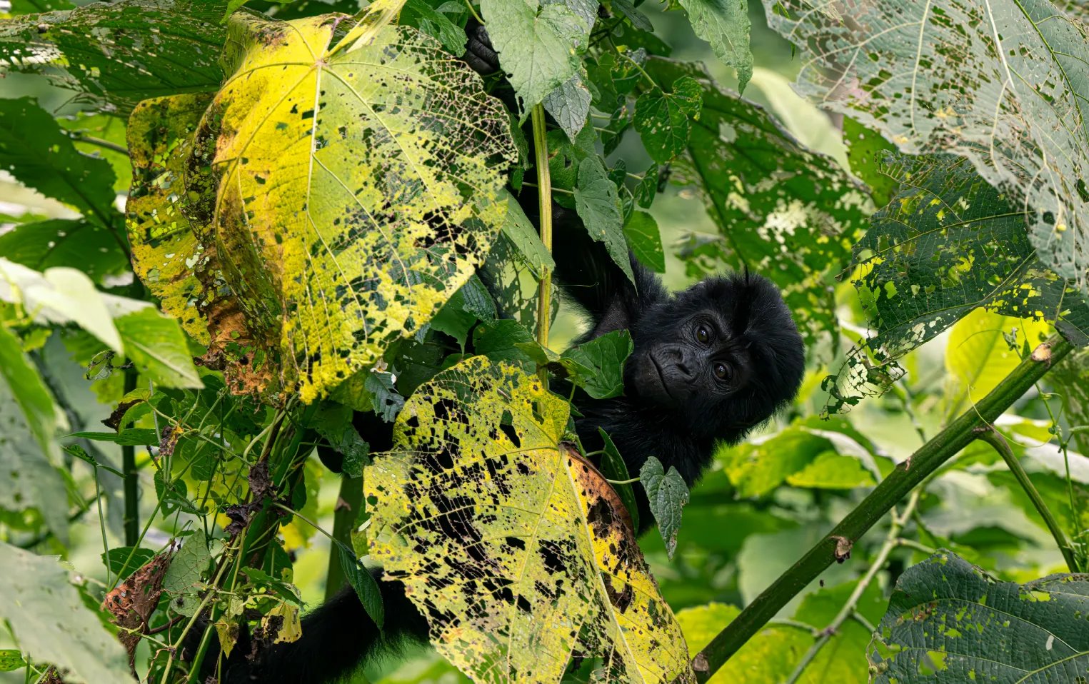 Bwindi Impenetrable Forest