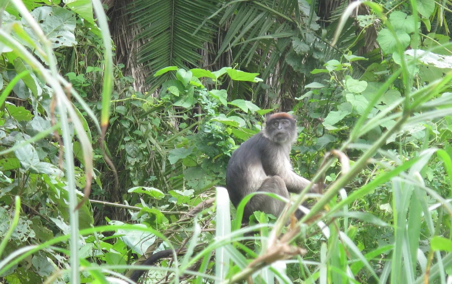 Bigodi Wetland Sanctuary