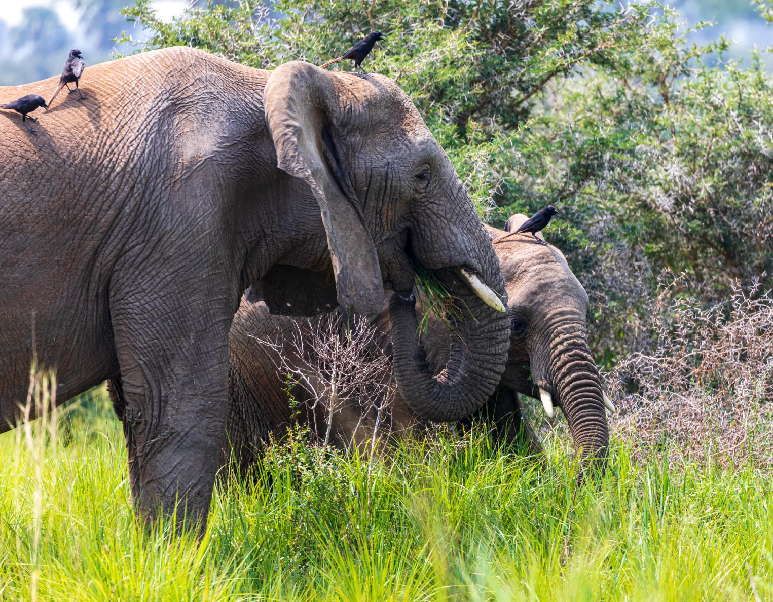 3 Days Murchison Falls Uganda Safari