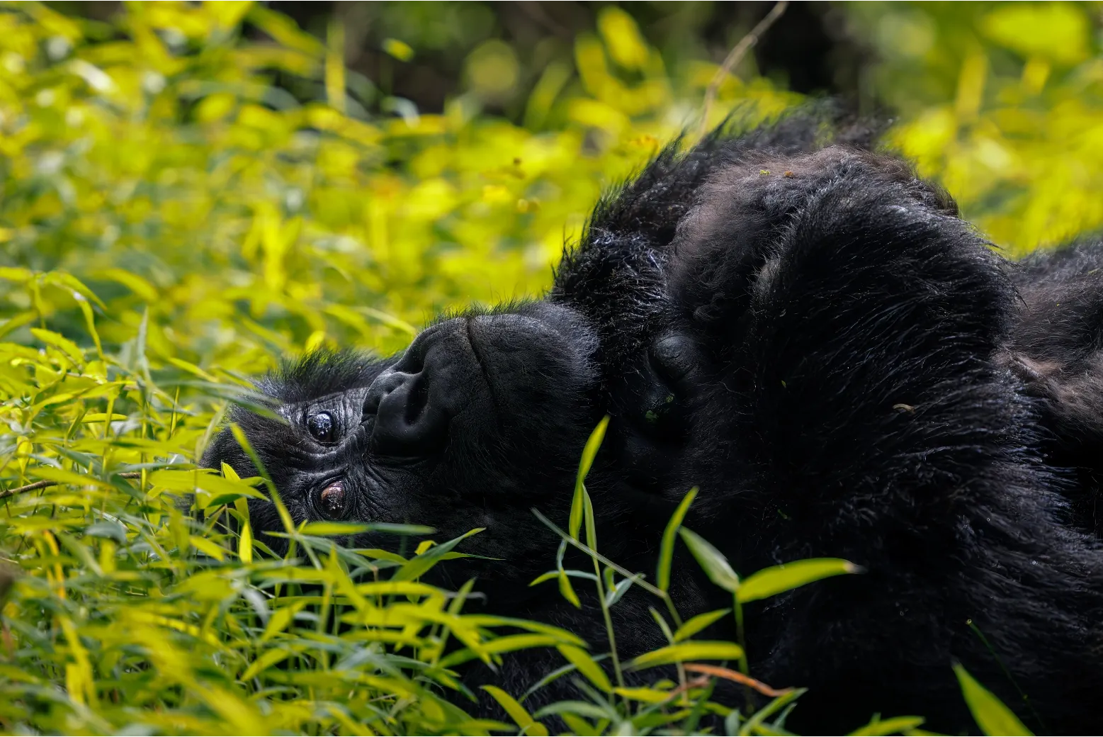 8 Best Safari Experiences in Uganda