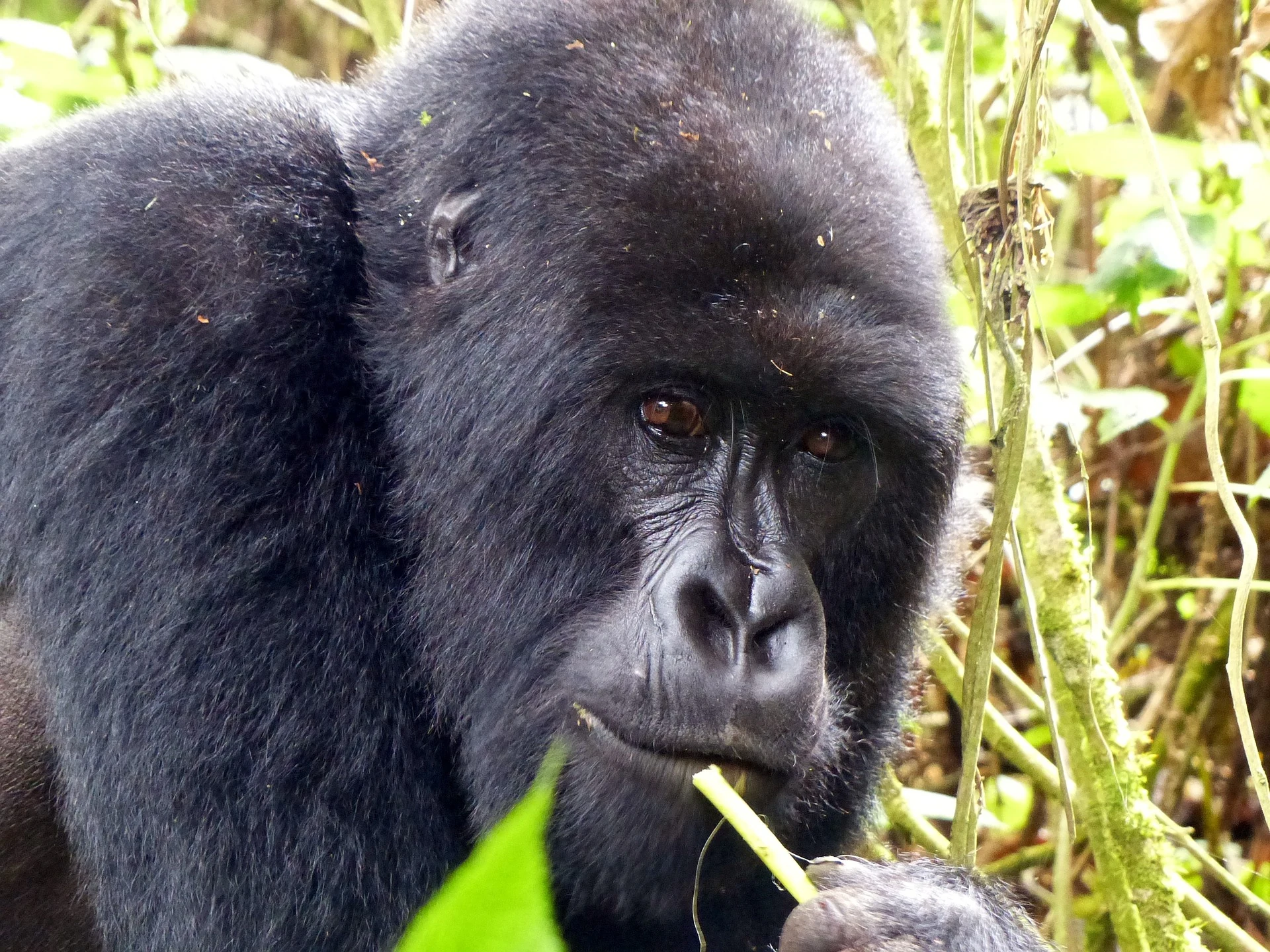3 Days Rwanda Gorilla Trekking