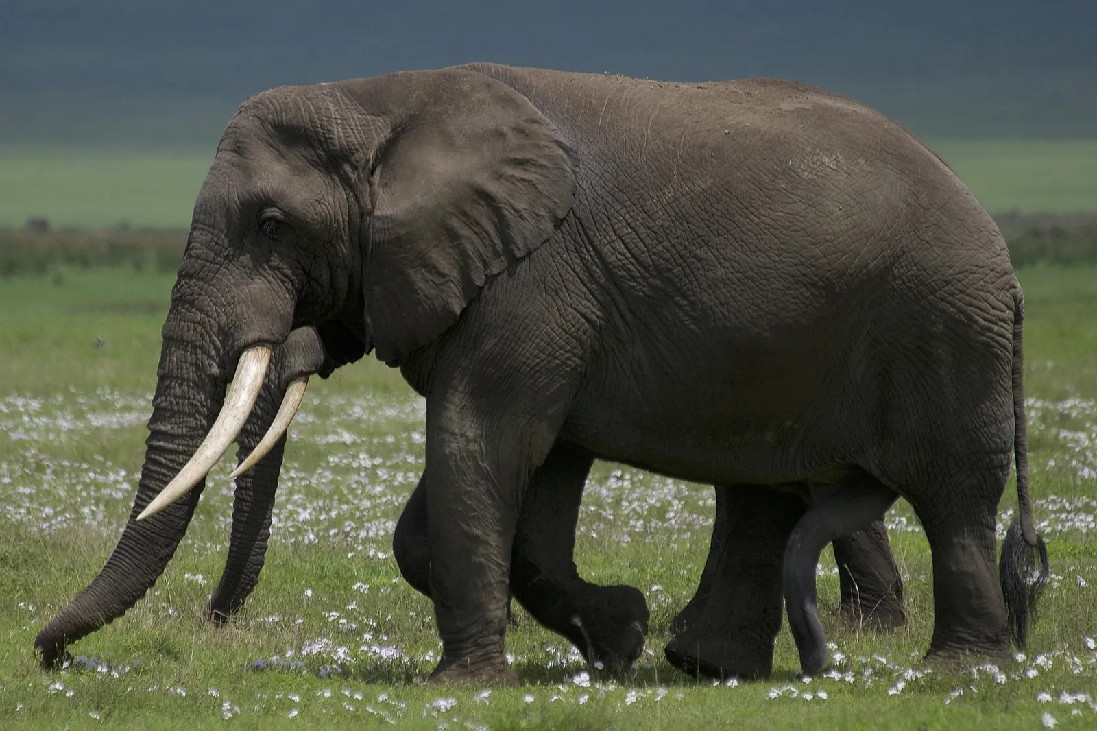 8 Days Classical Tanzania Safari