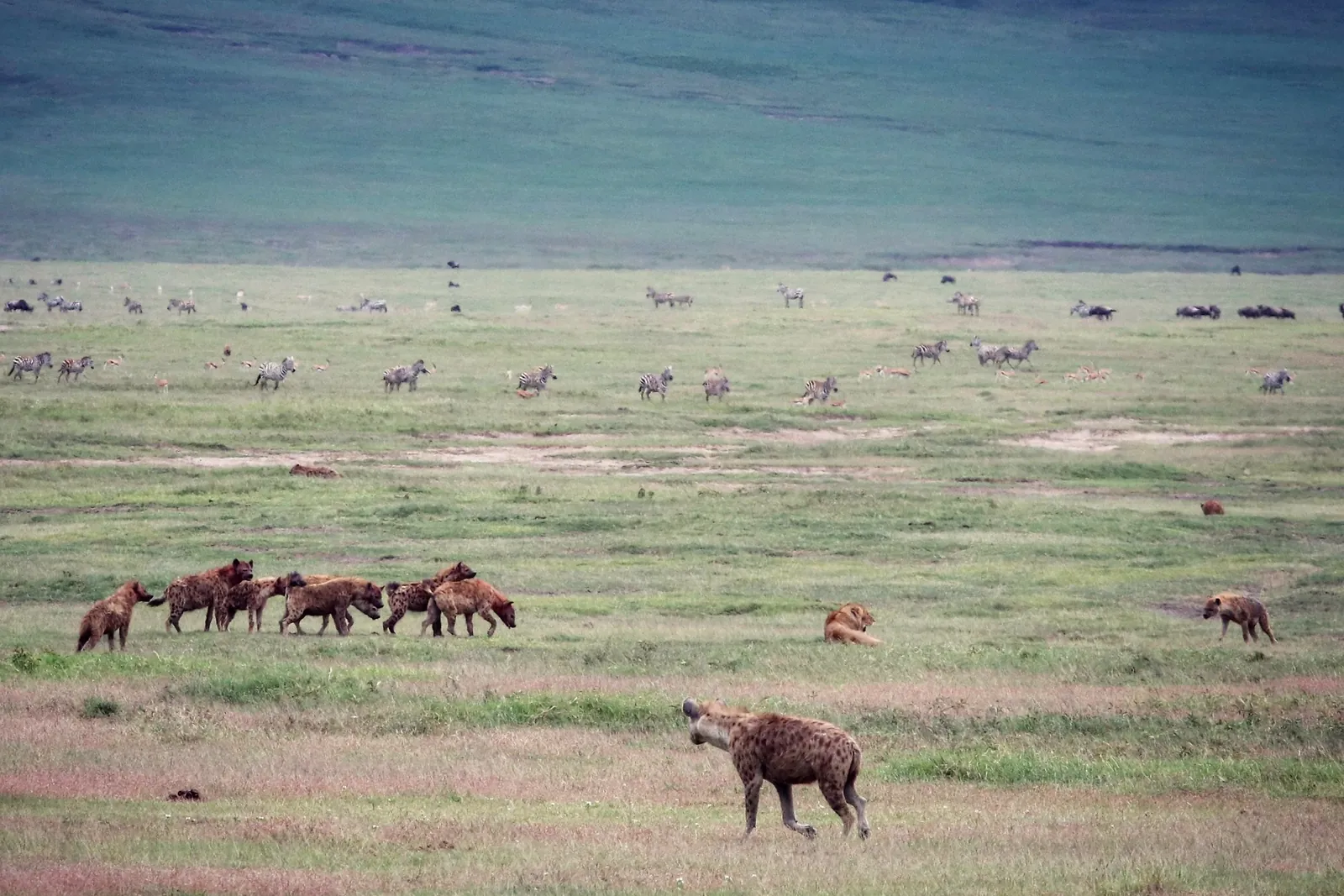 4 Days Tarangire, Ngorongor and Serengeti Wilderness Safari