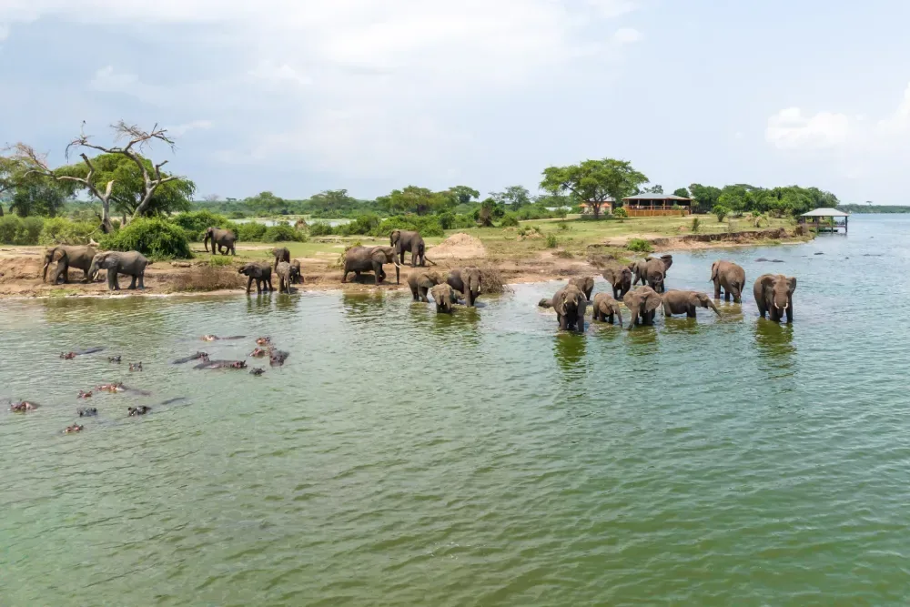 10 Day Uganda Bird Watching Safari