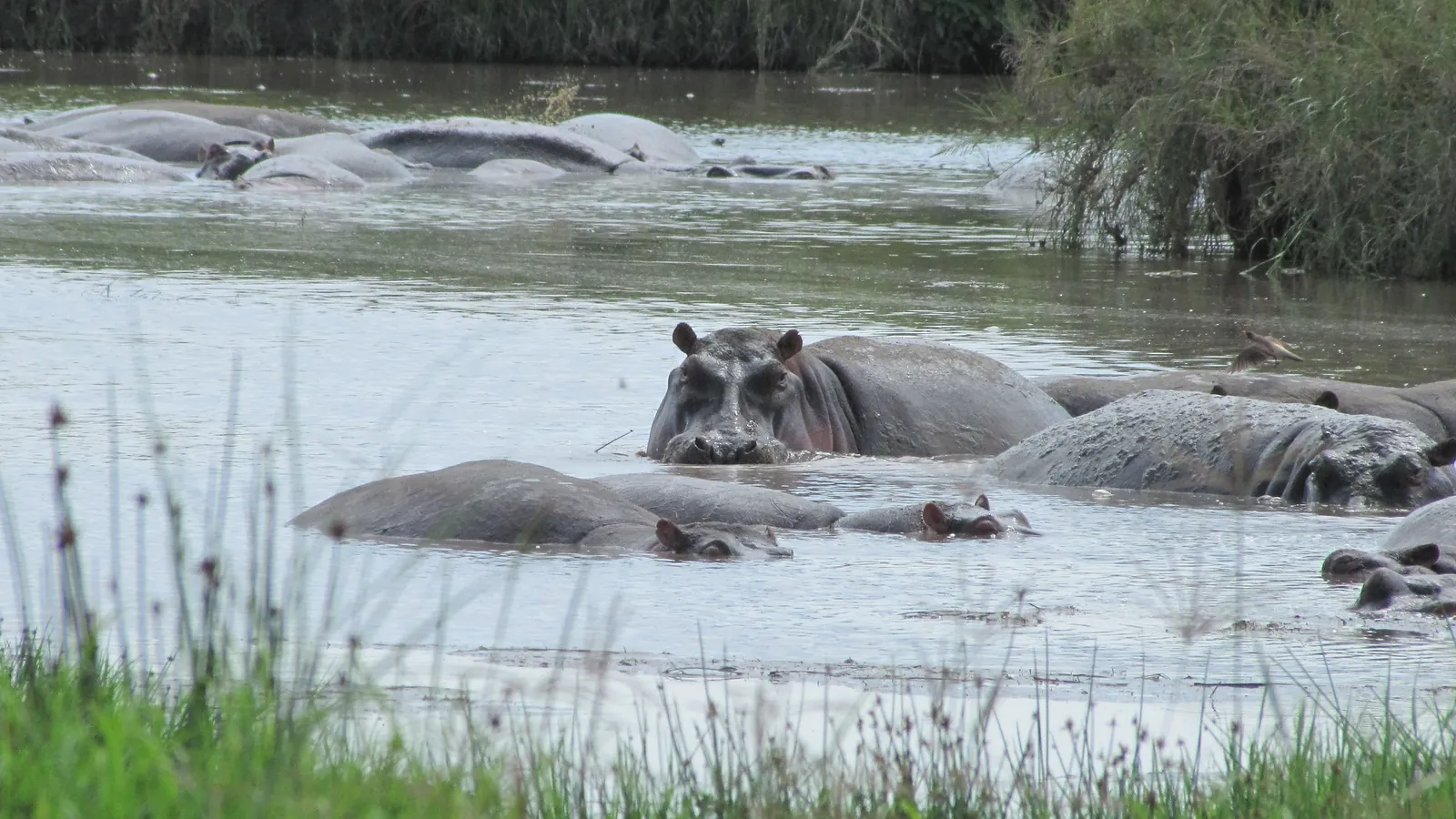 10 Days Magical Southern Tanzania Safari