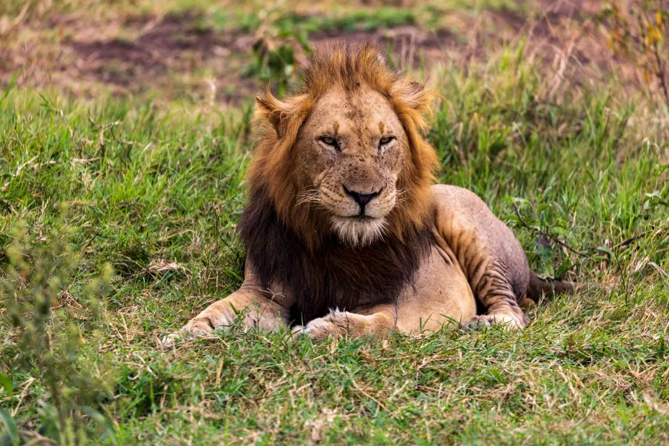 5 Day Gorilla and Wildlife Uganda Safari