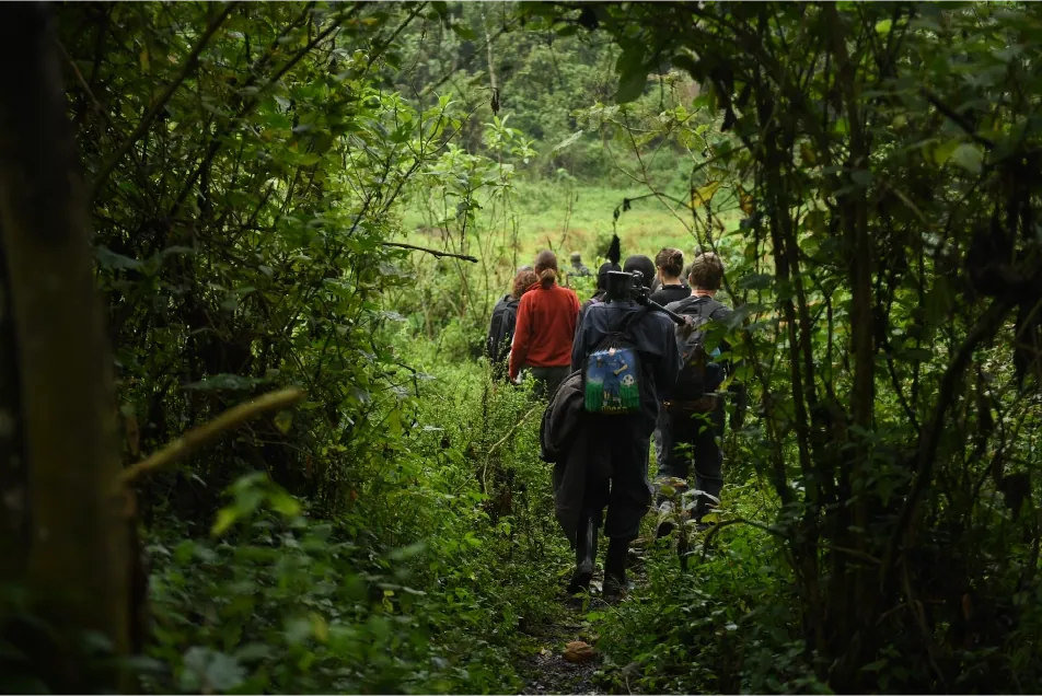 Gorilla Trekking in Bwindi