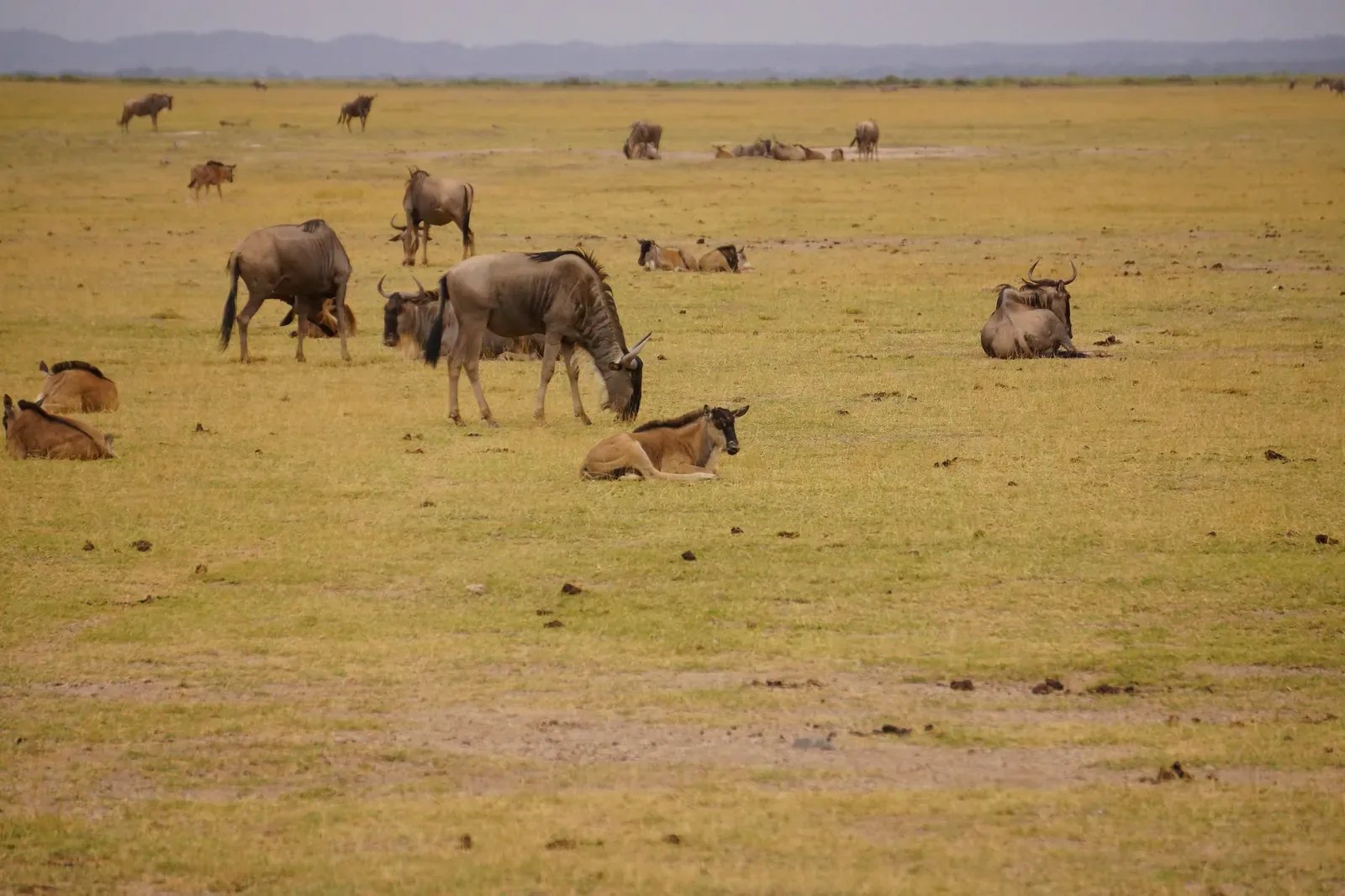 8 Days Masai Mara, Amboseli and Diani Beach Safari