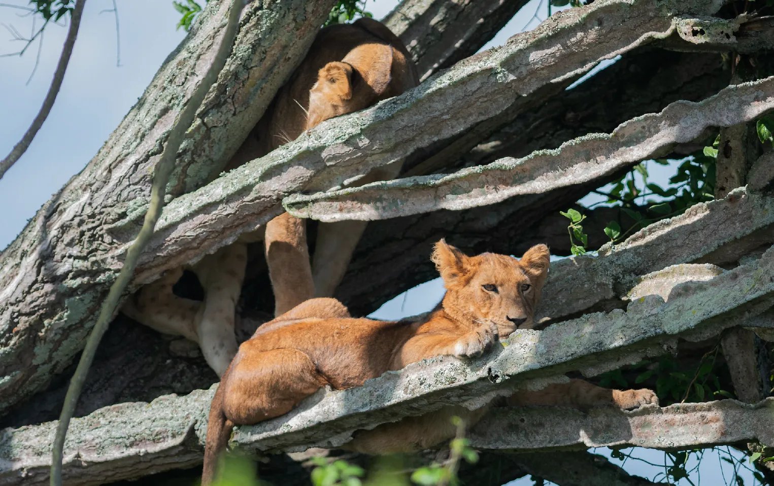 8 Day Ultimate Uganda Gorilla and Wildlife Safari