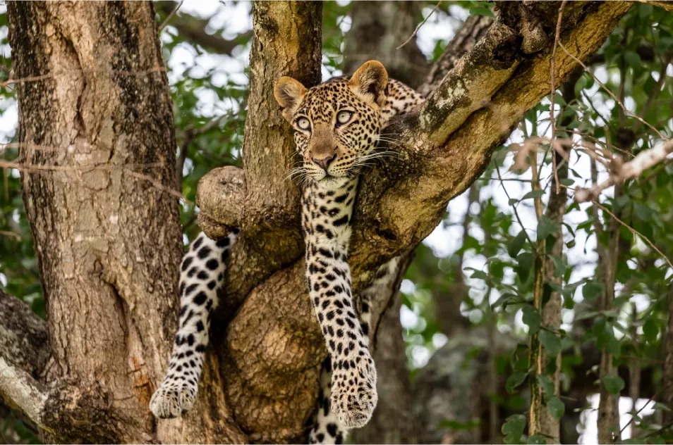 4 Days Kidepo Valley National Park Savannah Safari