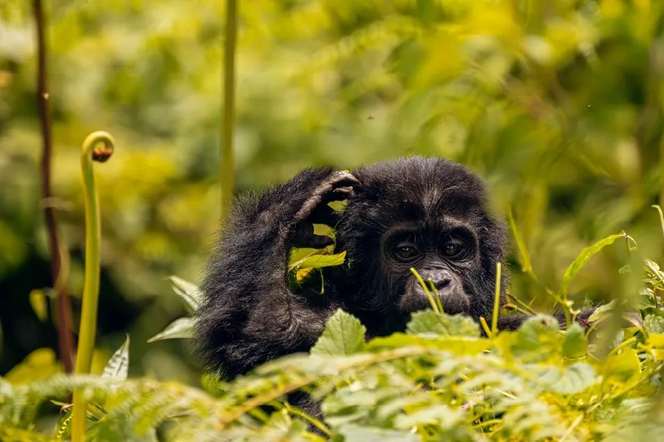 3 Days Bwindi Gorilla Trekking Safari