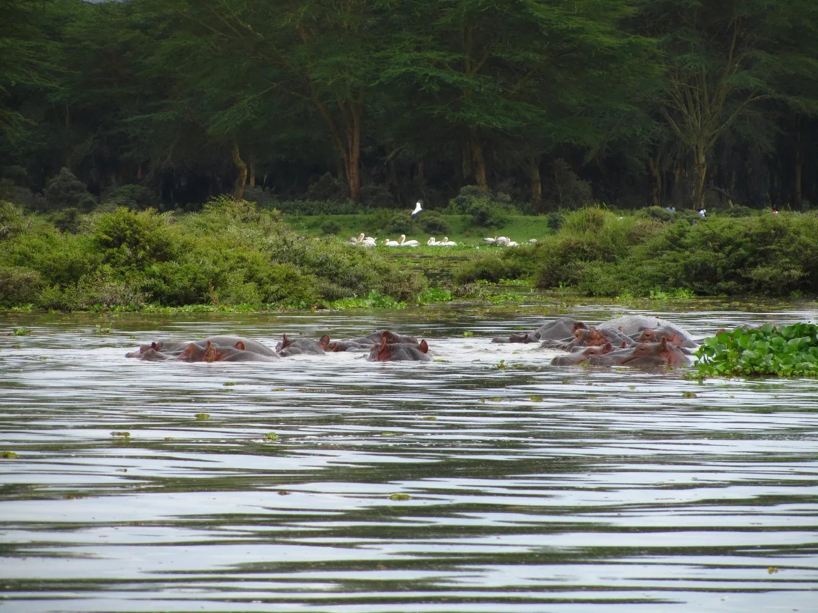 9 Days Explore Kenya Wilderness Safari