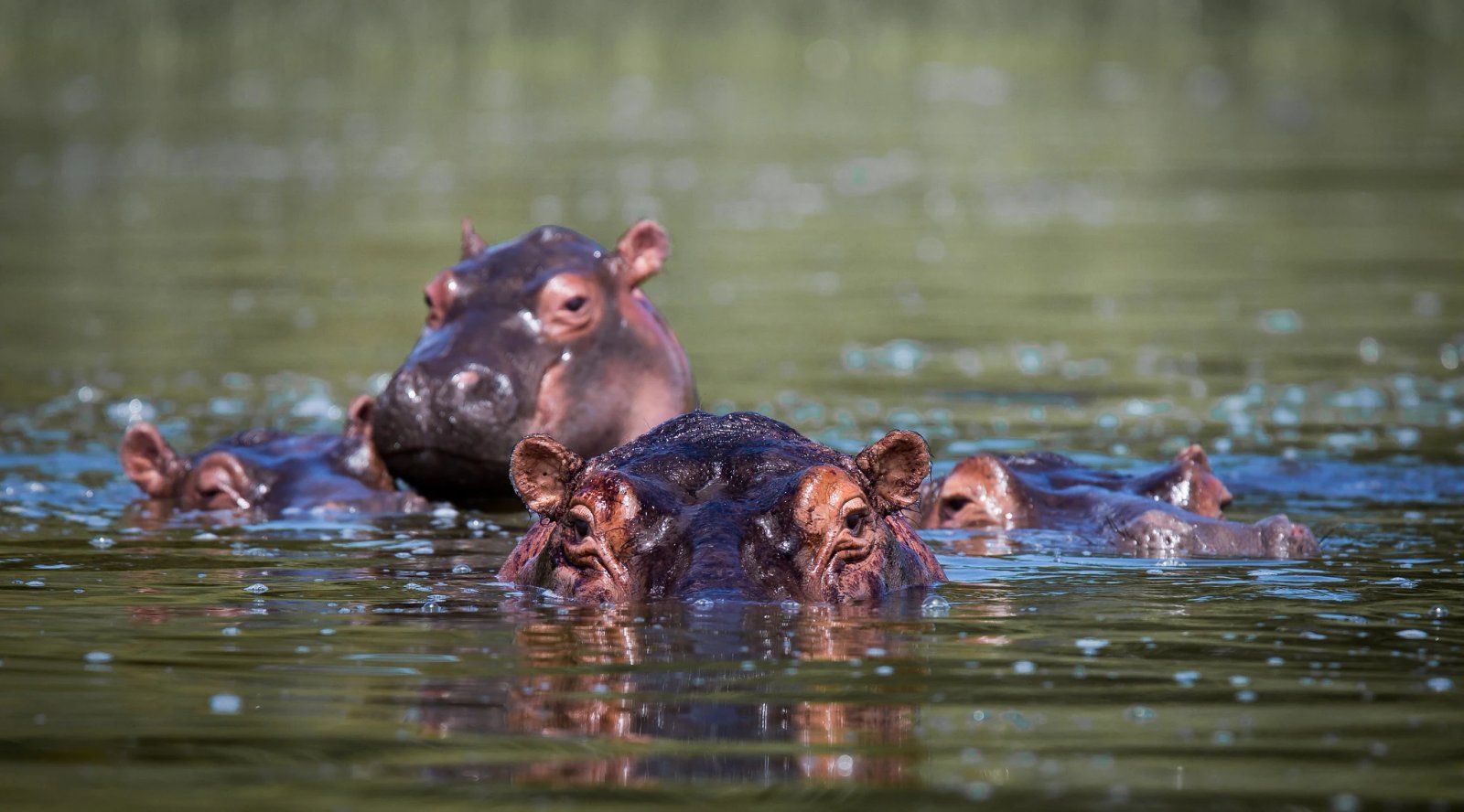 12 Days Rwanda Adventure Safari experience