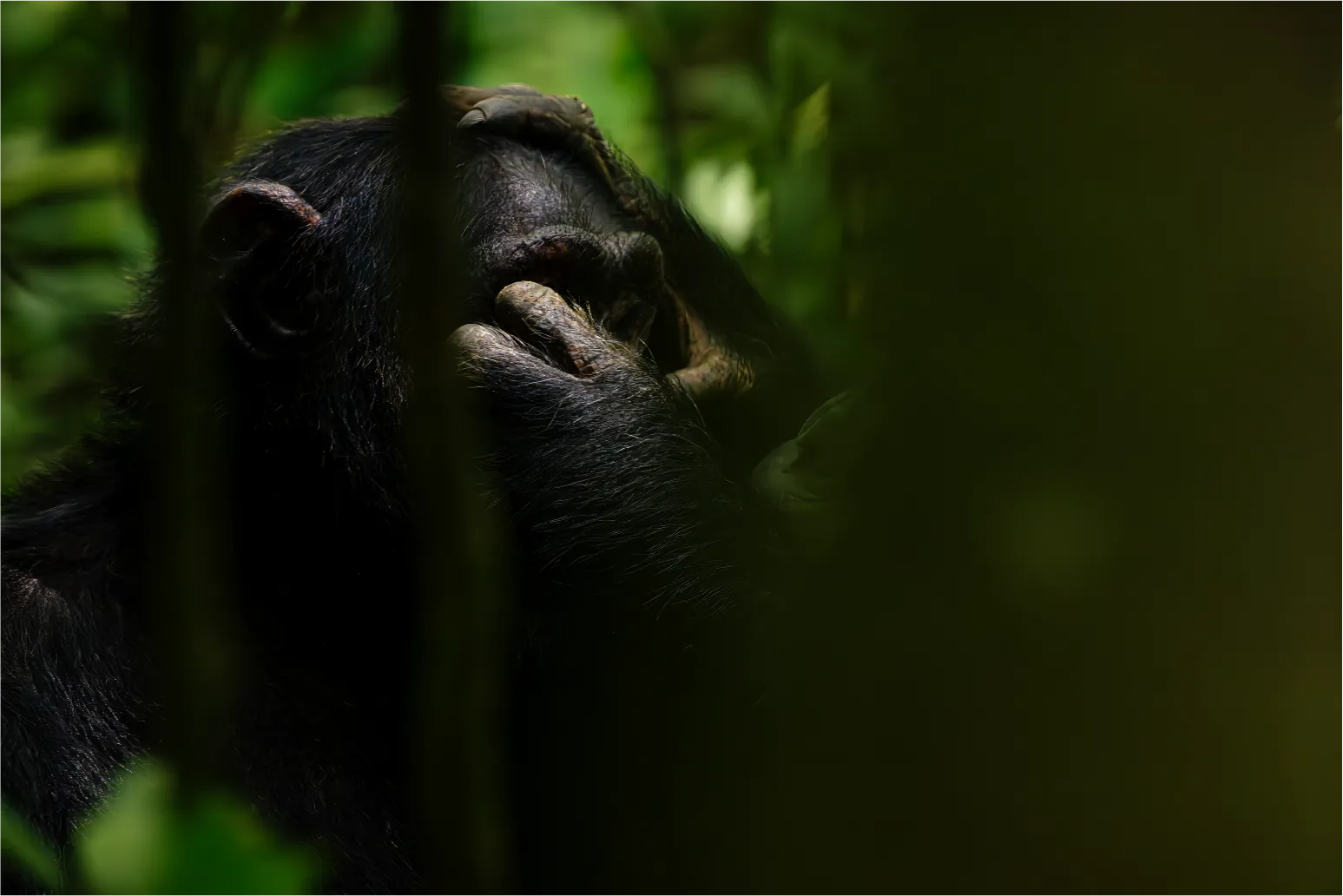 3 Days Kibale Chimpanzee Trek Safari