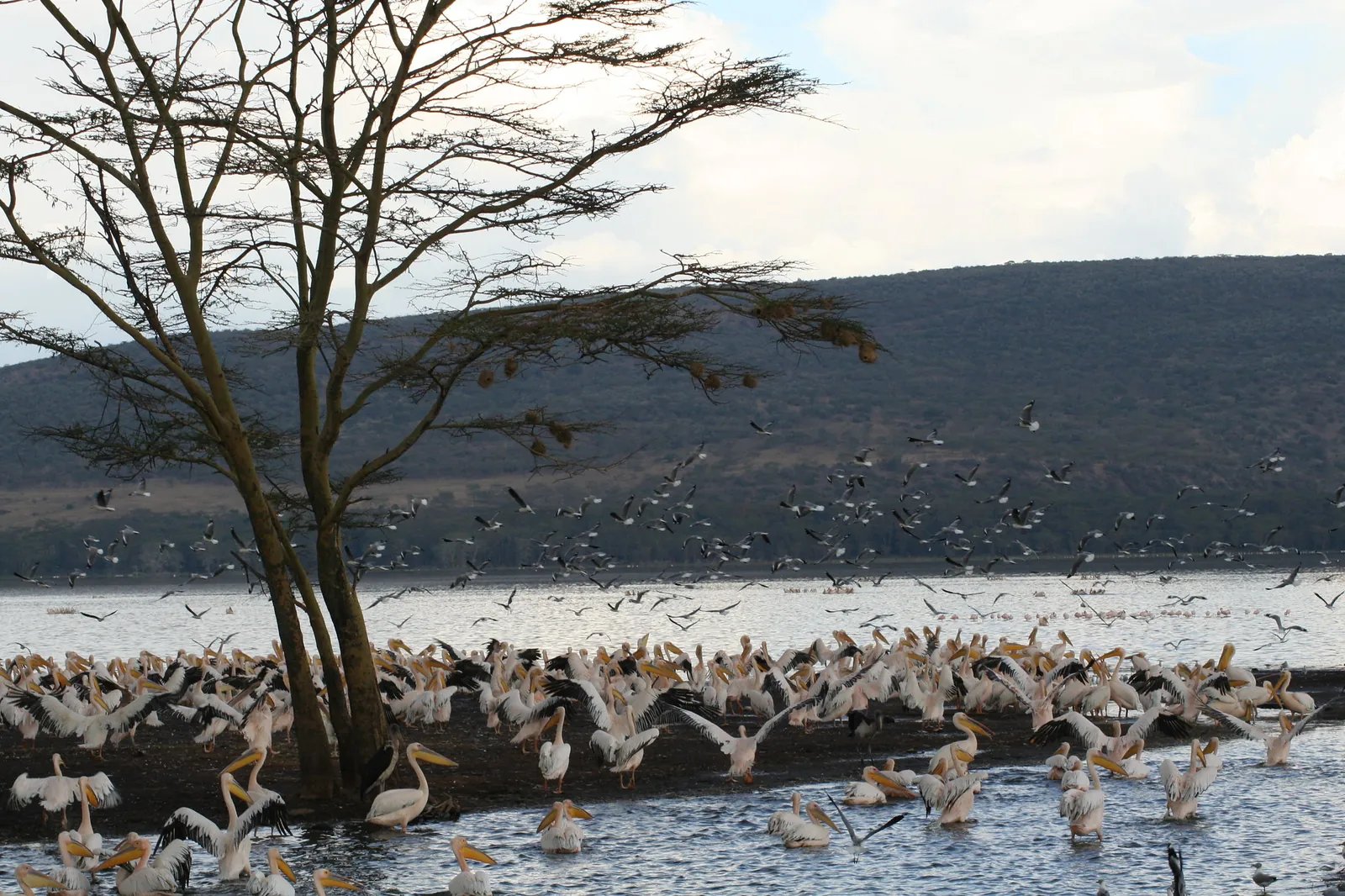 11 Days Best of Tanzania Safari Holiday