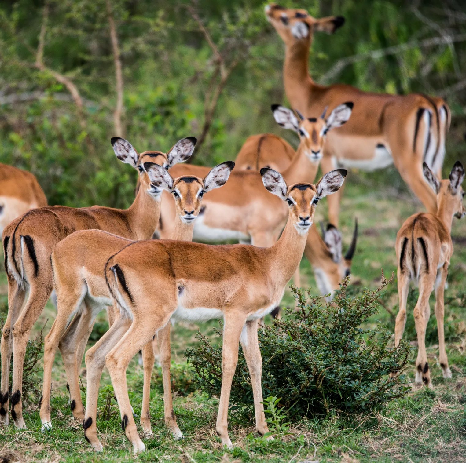 Lake Victoria Serena Golf Resort & Spa