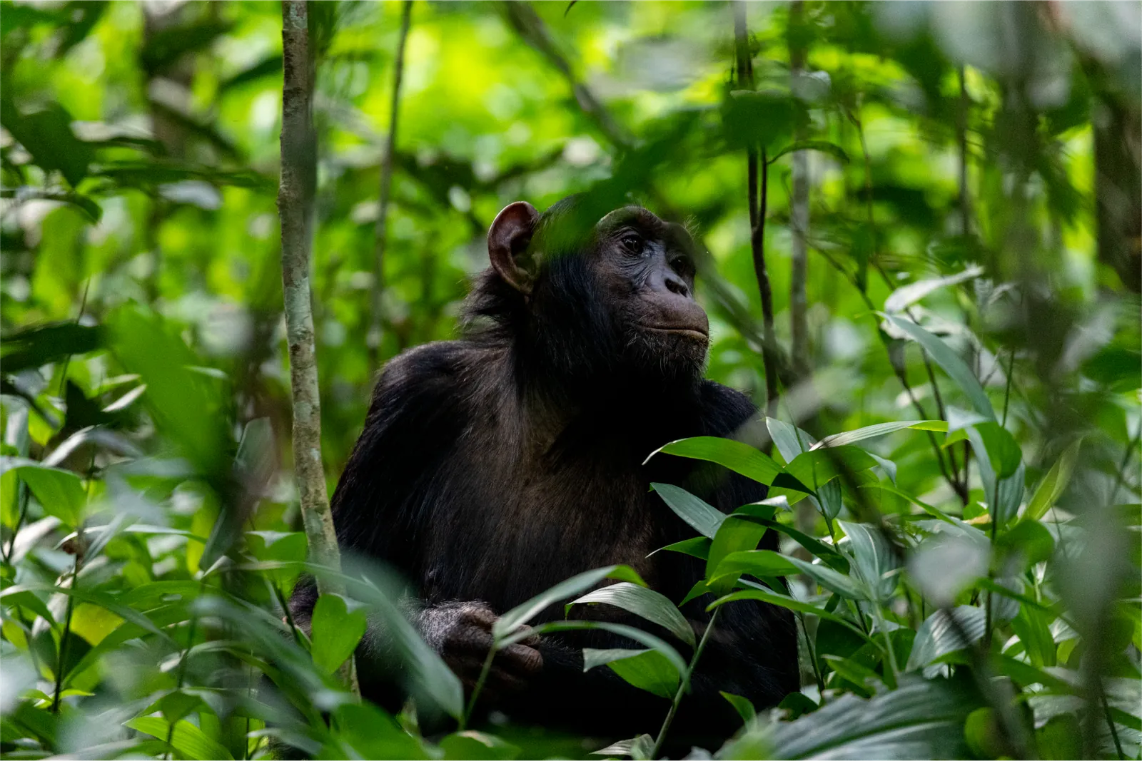 3 Days Nyungwe Forest Chimpanzees Tour