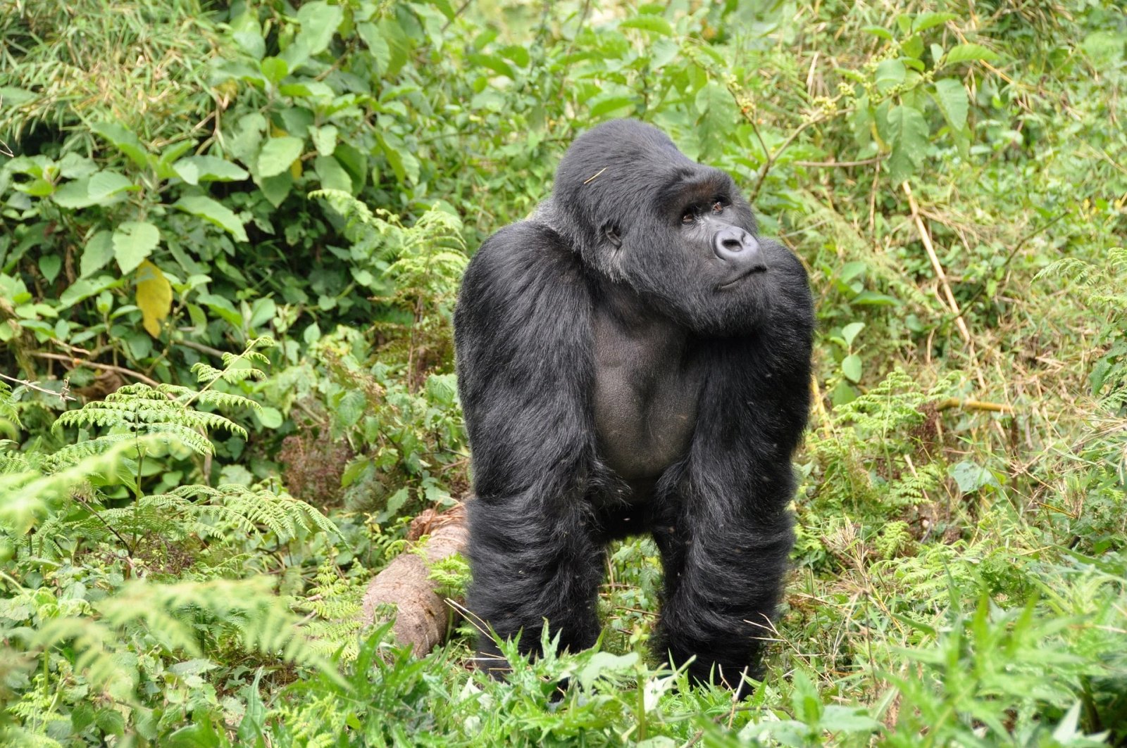 3 Days Nyungwe Forest Chimpanzees Tour