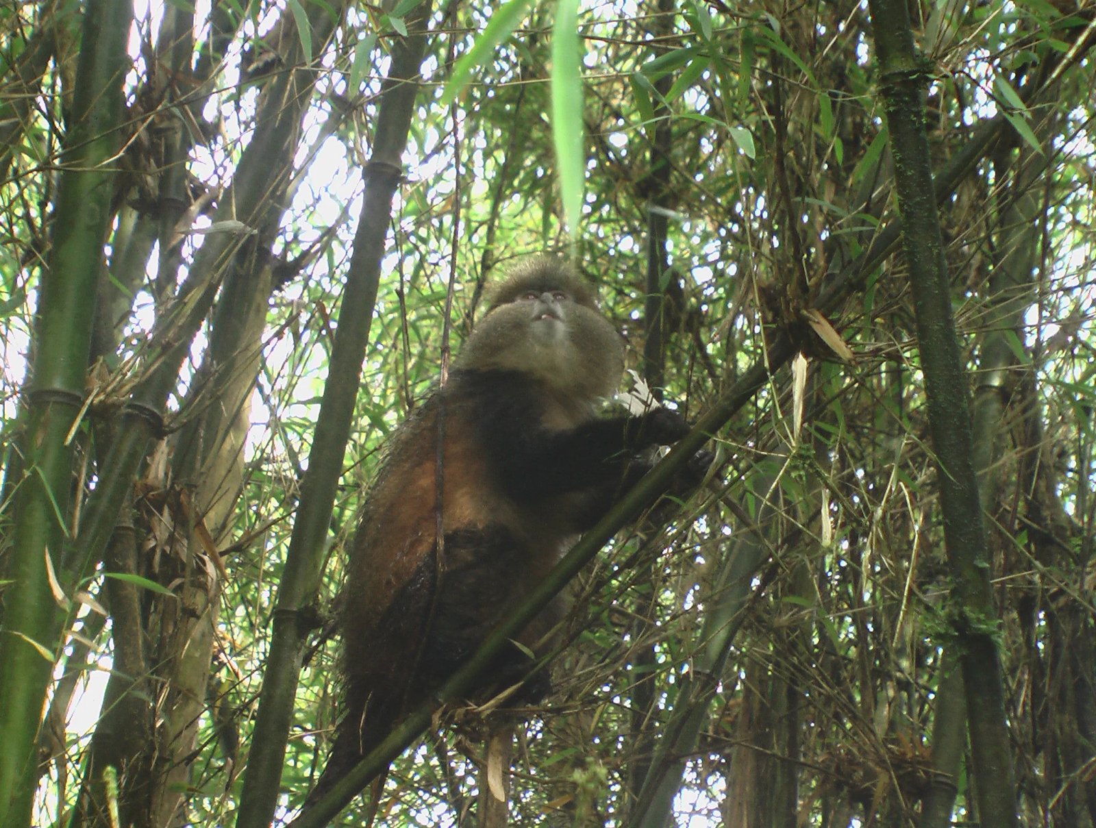 3 Days Rwanda Gorilla Trekking