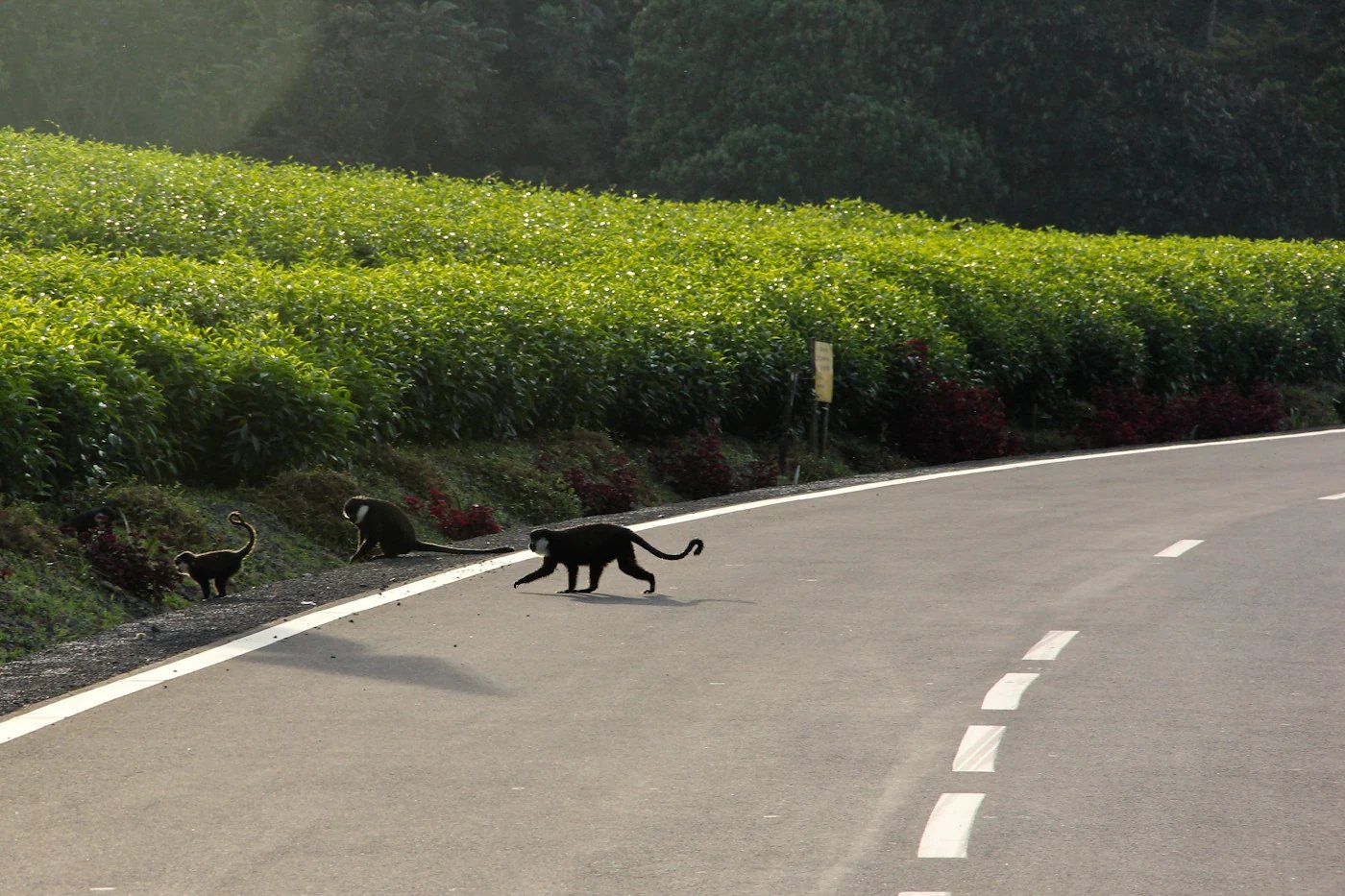 3 Days Nyungwe Forest Chimpanzees Tour