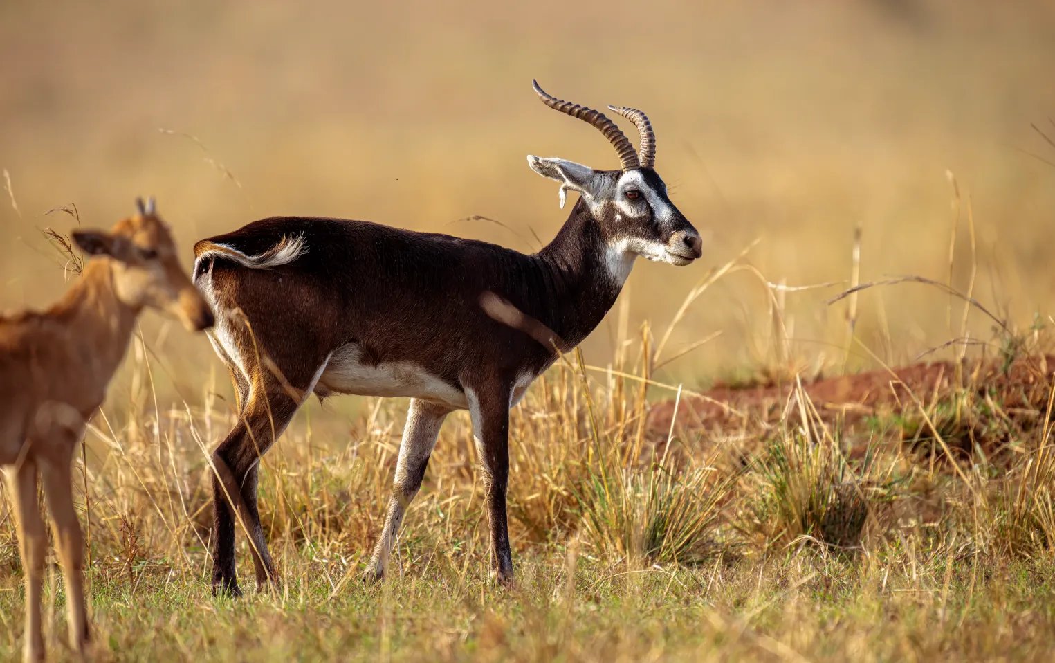 5 Day Gorilla and Wildlife Uganda Safari