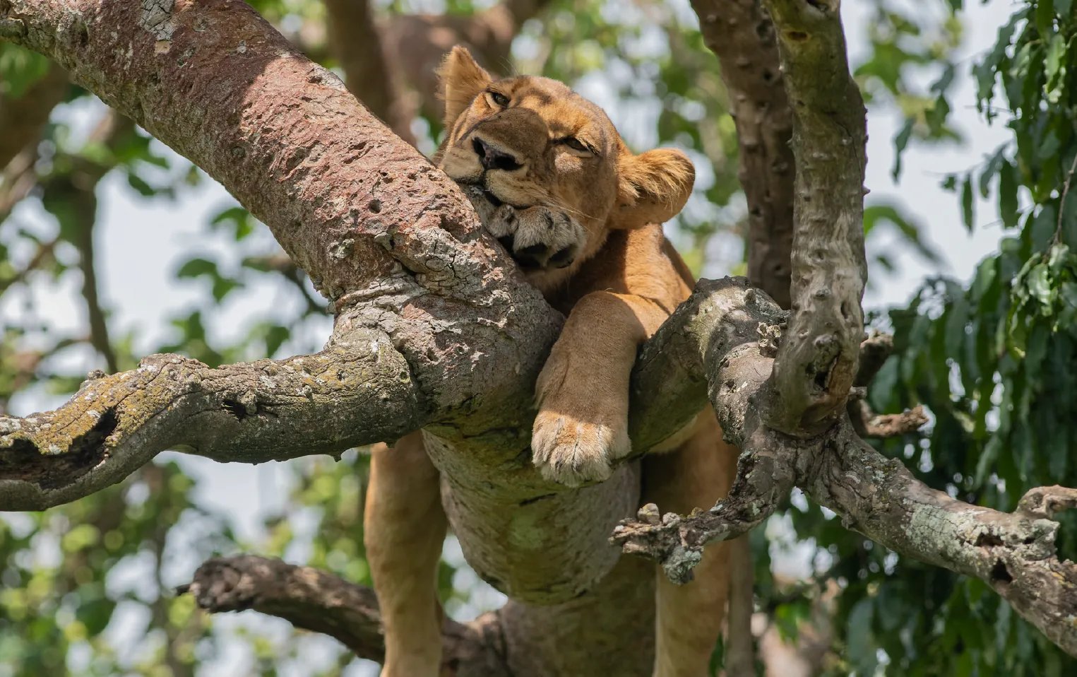 5 Day Gorilla and Wildlife Uganda Safari