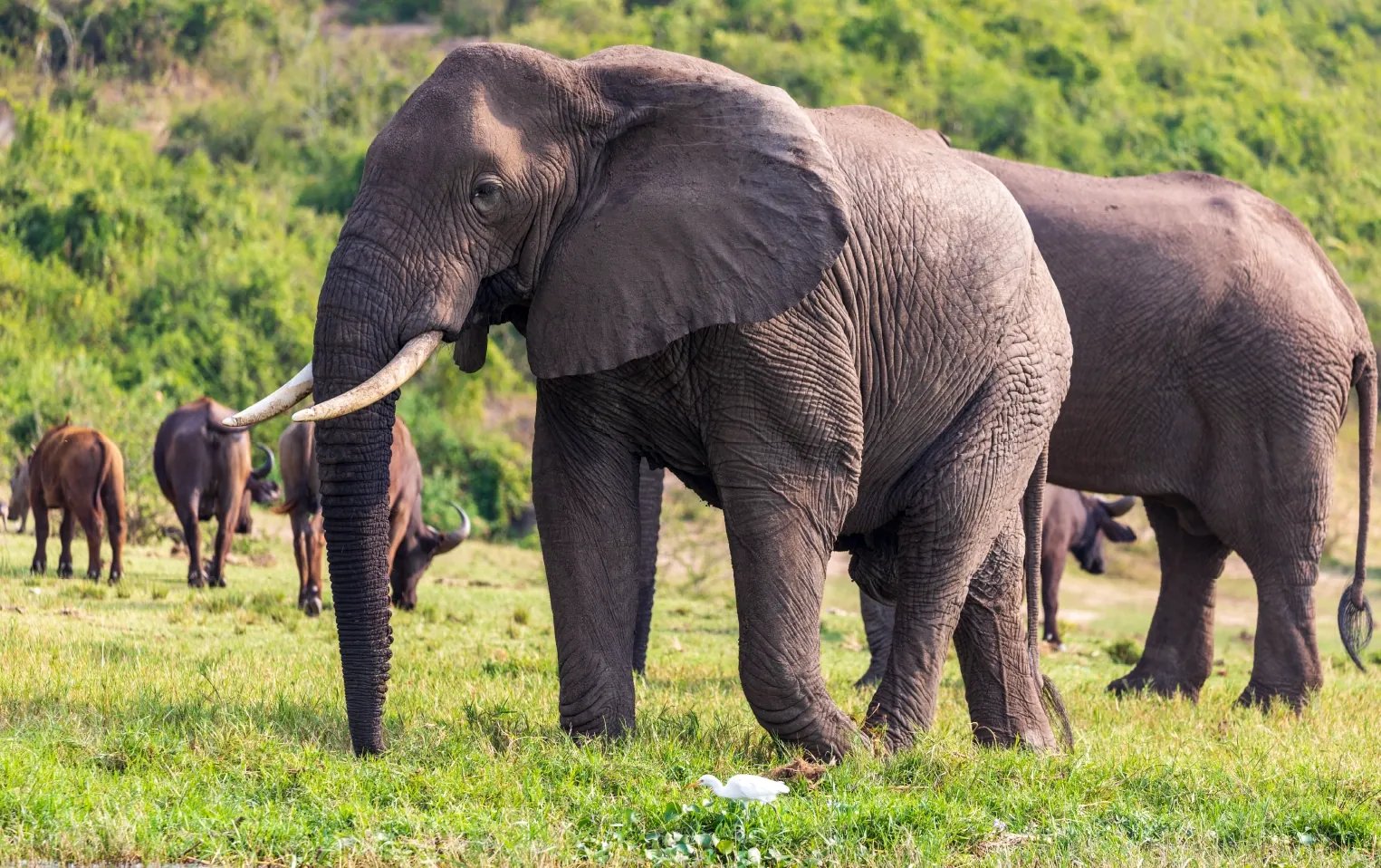 10 Days Magical Southern Tanzania Safari