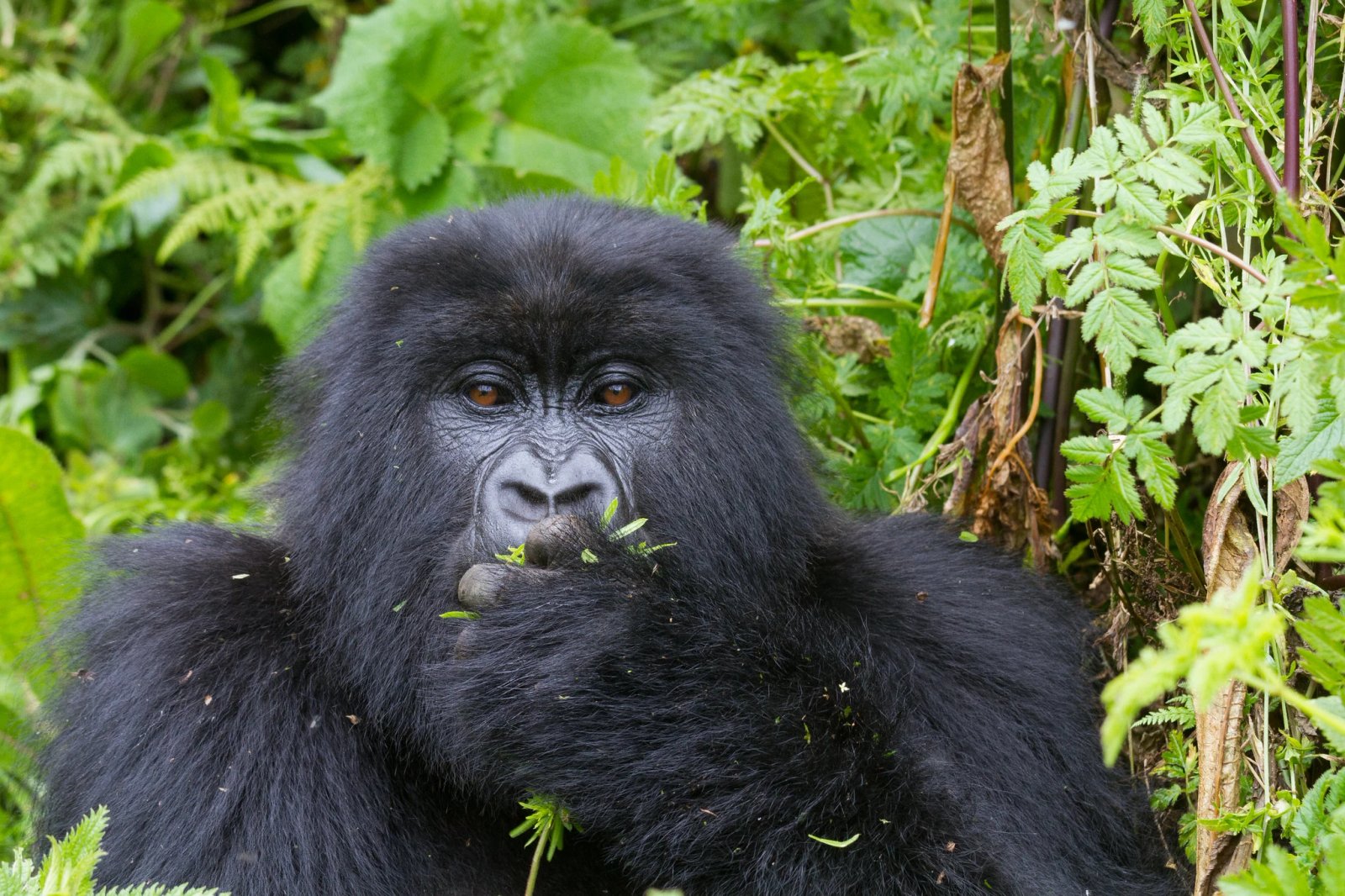 3 Days Rwanda Gorilla Trekking