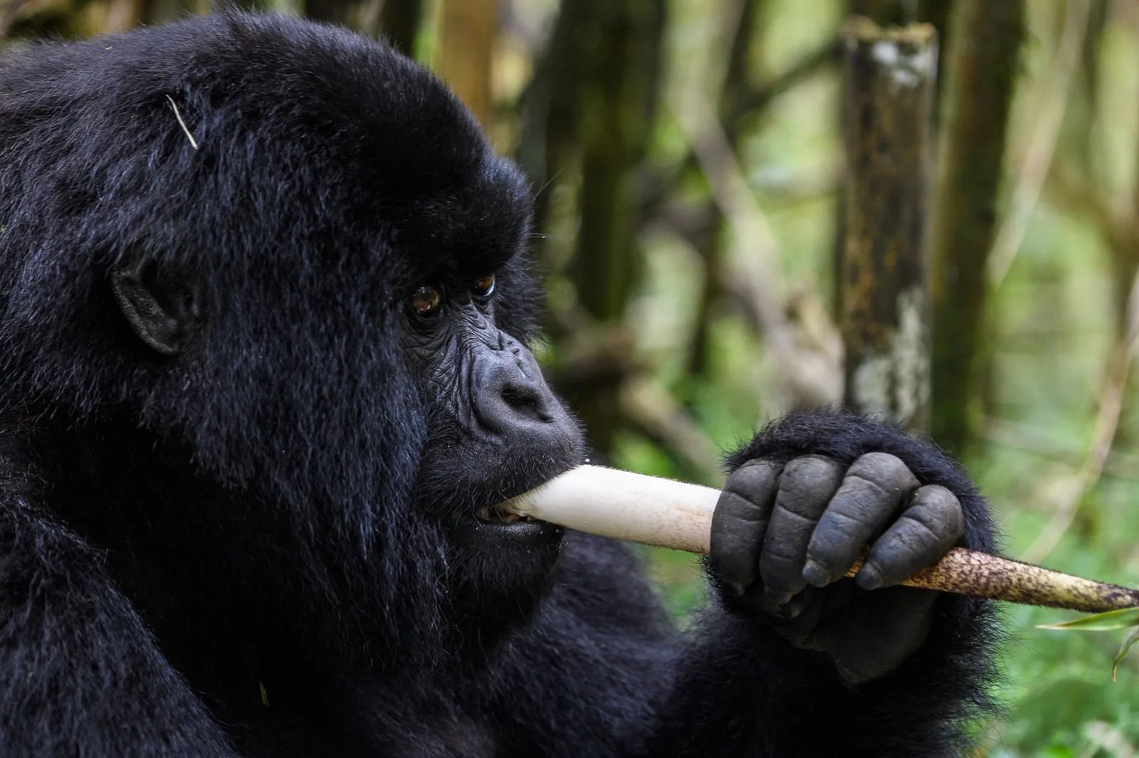 3 Days Rwanda Gorilla Trekking