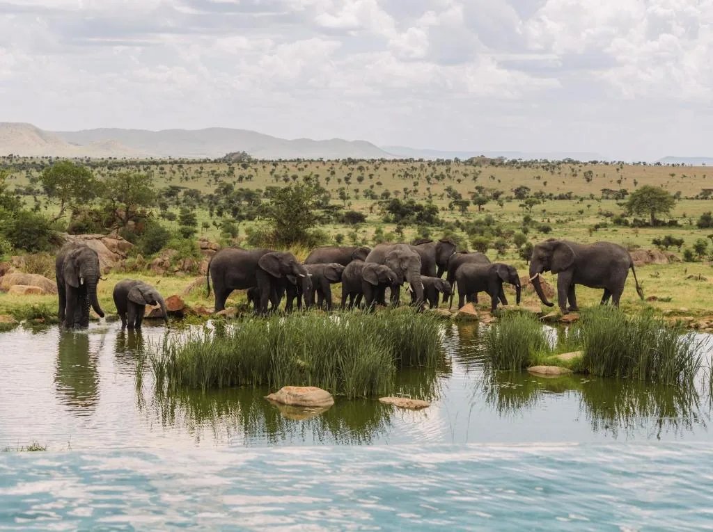 7 Days Wilderbeast Migration Tanzania Safari