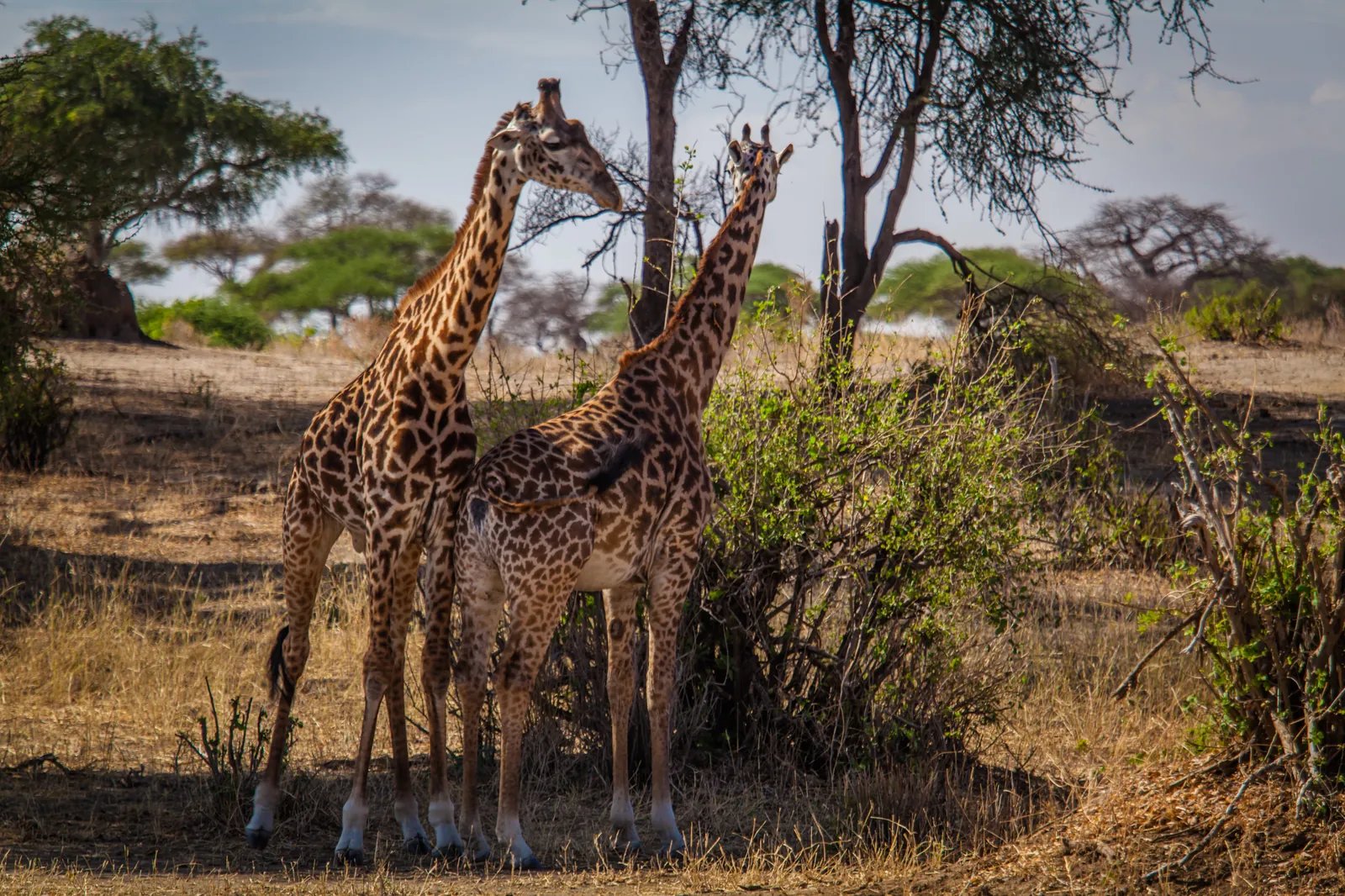 8 Days Classical Tanzania Safari