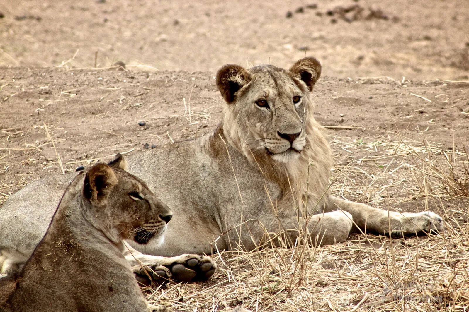 10 Days Magical Southern Tanzania Safari