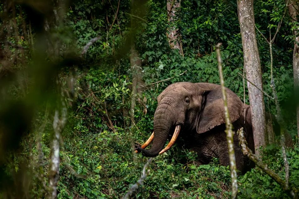 4 Days Kidepo Valley National Park Savannah Safari