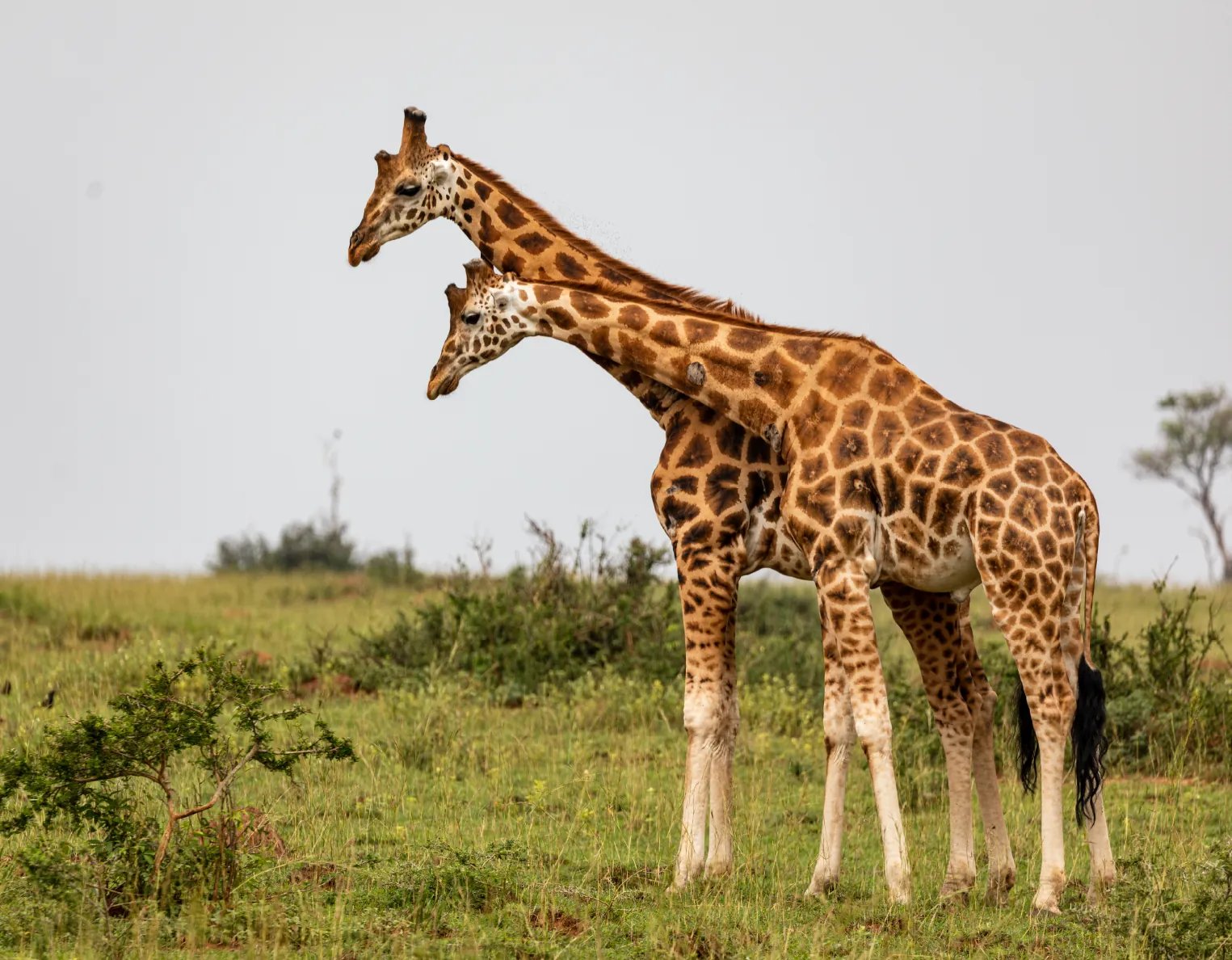 Ziwa Rhino Sanctuary